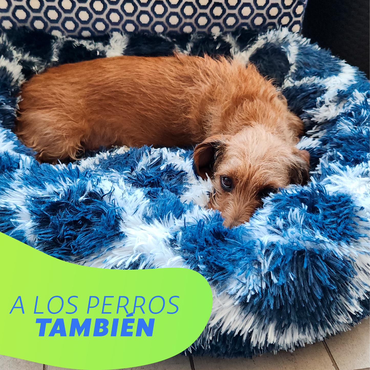 Cama Relajante Perros y Gatos Zoo©